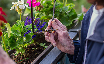 Nahaufnahme von einer Hand einer älteren Person, die eine Brille hält. Im Hintergrund Blumen.