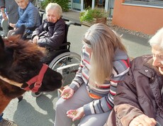 Vor dem Pflegewohnhaus sitzen mehrere Bewohnerinnen in Rollstühlen. Die Stimmung wirkt ruhig und freundlich. Eine Dame hält Futter in der Hand, während ein neugieriges Alpaka direkt vor ihr steht und sich interessiert dem Futter nähert. Das Tier scheint zutraulich und sorgt für einen besonderen Moment der Begegnung zwischen Mensch und Tier. Im Hintergrund ist die Fassade des Pflegewohnhauses zu sehen.