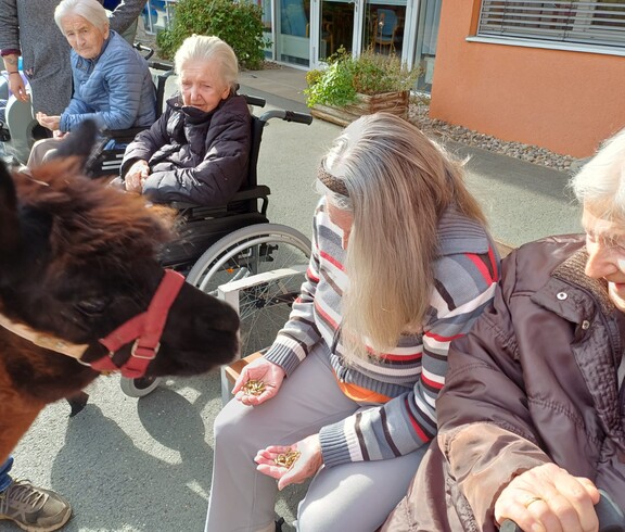 Vor dem Pflegewohnhaus sitzen mehrere Bewohnerinnen in Rollstühlen. Die Stimmung wirkt ruhig und freundlich. Eine Dame hält Futter in der Hand, während ein neugieriges Alpaka direkt vor ihr steht und sich interessiert dem Futter nähert. Das Tier scheint zutraulich und sorgt für einen besonderen Moment der Begegnung zwischen Mensch und Tier. Im Hintergrund ist die Fassade des Pflegewohnhauses zu sehen.