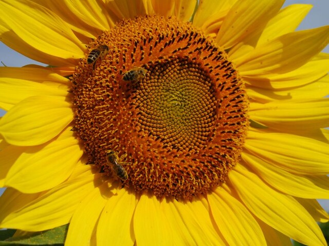 Großaufnahme einer Sonneblume mit Bienen darauf