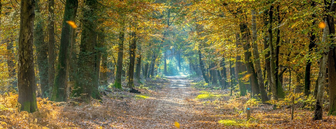 Ein Weg in einem herbstlichen Wald