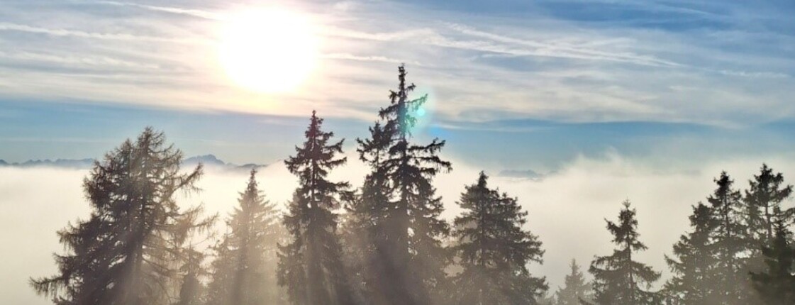 Sonnenlicht dringt durch hohe Tannen über nebelbedecktem Wald, symbolisch für Begleitung bei Demenz