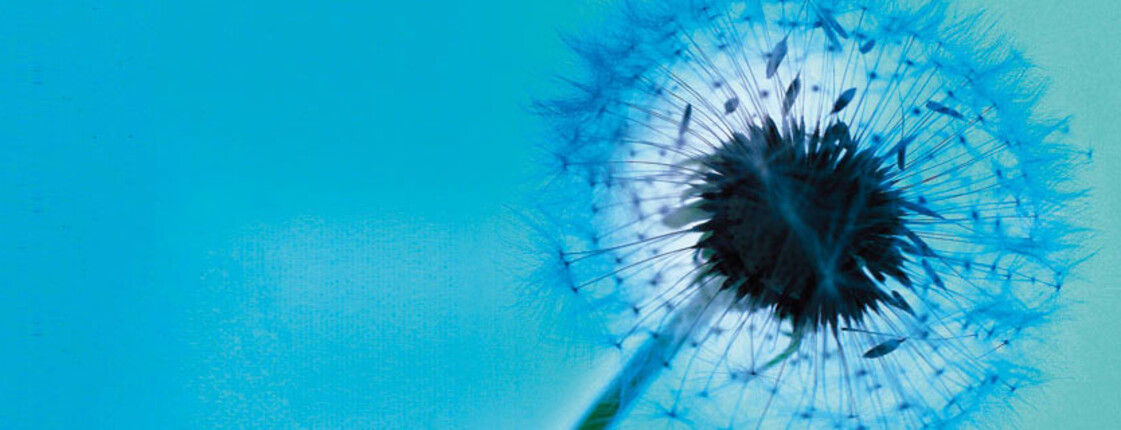 Man sieht eine blau-schwarze Pusteblume vor einem blauen Hintergrund.