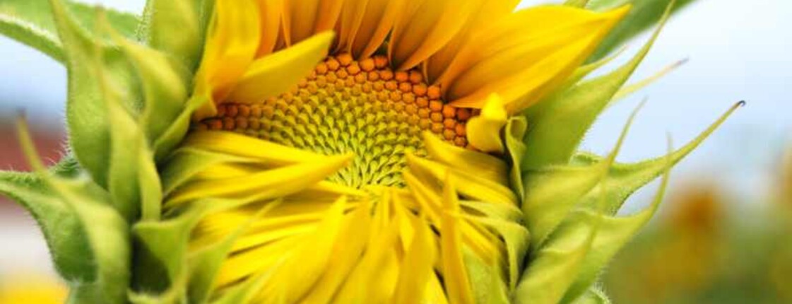 Service für pflegende Angehörige Die Blüte einer Sonnenblume