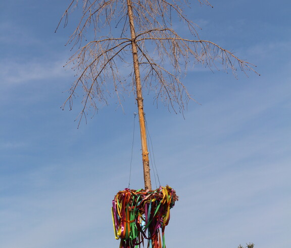 Ein hoher, entrindeter Maibaum mit kahler Baumkrone und einem Kranz aus bunten Bändern steht vor dem Pflegewohnhaus unter blauem Himmel.