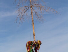 Ein hoher, entrindeter Maibaum mit kahler Baumkrone und einem Kranz aus bunten Bändern steht vor dem Pflegewohnhaus unter blauem Himmel.