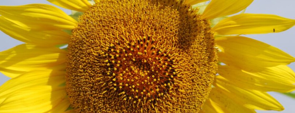 Sonnenblume