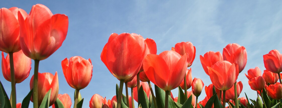Rote Tulpen vor blauem Himmel