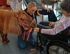 Eine Bewohnerin des Pflegewohnhauses füttert in ihrem Rollstuhl sitzend ein Pony im Rahmen einer tiergestützten Aktivität, begleitet von einer Betreuungsperson.