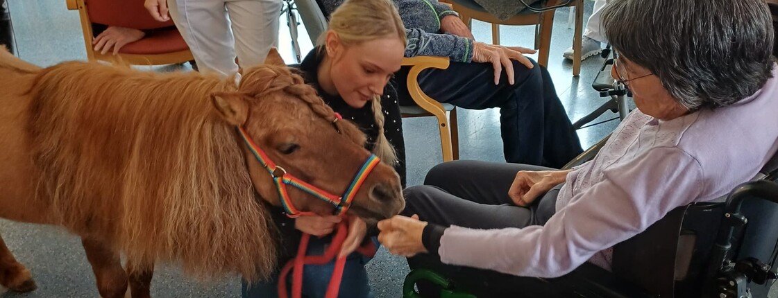 Eine Bewohnerin des Pflegewohnhauses füttert in ihrem Rollstuhl sitzend ein Pony im Rahmen einer tiergestützten Aktivität, begleitet von einer Betreuungsperson.