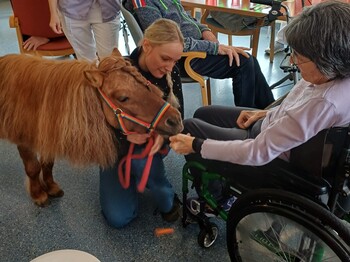 Eine Bewohnerin des Pflegewohnhauses füttert in ihrem Rollstuhl sitzend ein Pony im Rahmen einer tiergestützten Aktivität, begleitet von einer Betreuungsperson.