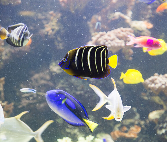 Farbenfrohe Bewohner im Haus des Meeres