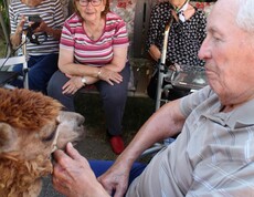 Eine sitzende Person streichelt ein braunes Alpaka, das den Kopf neugierig in Richtung der Hand hält. Im Hintergrund sitzen weitere Bewohnerinnen und Bewohner auf einer Gartenbank und verfolgen die Begegnung im schattigen Außenbereich des Pflegewohnhauses.