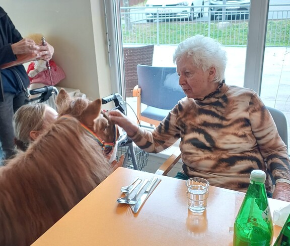 Eine Bewohnerin des Pflegewohnhauses sitzt an einem Tisch und berührt im Rahmen einer tiergestützten Aktivität ein Pony.