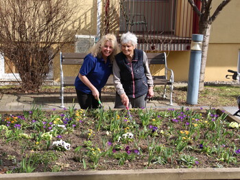 Eine Bewohnerin und eine Mitarbeiterin stehen gemeinsam an einem erhöhten Blumenbeet im Freien und arbeiten mit kleinen Gartengeräten in der Erde. Vor ihnen blühen zahlreiche bunte Frühblüher wie Stiefmütterchen und Krokusse. Im Hintergrund befinden sich eine Bank, ein Baum sowie das Pflegewohnhaus. Ein Rollator steht am rechten Bildrand.