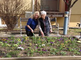 Eine Bewohnerin und eine Mitarbeiterin stehen gemeinsam an einem erhöhten Blumenbeet im Freien und arbeiten mit kleinen Gartengeräten in der Erde. Vor ihnen blühen zahlreiche bunte Frühblüher wie Stiefmütterchen und Krokusse. Im Hintergrund befinden sich eine Bank, ein Baum sowie das Pflegewohnhaus. Ein Rollator steht am rechten Bildrand.