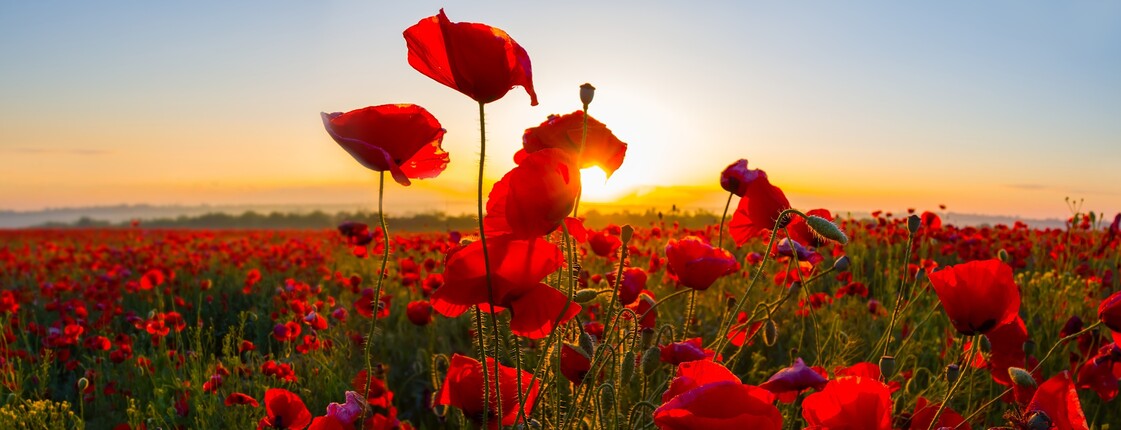 Eine Mohnblumenwiese