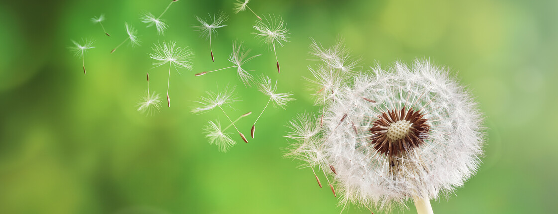 Dandelion clock dispersing seed
