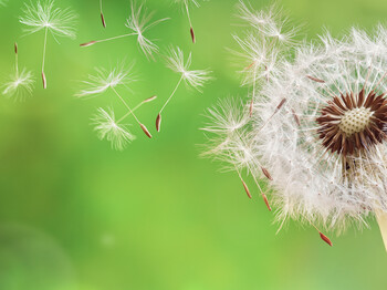 Dandelion seeds in the morning sunlight blowing away across a fresh green background Dandelion clock dispersing seed