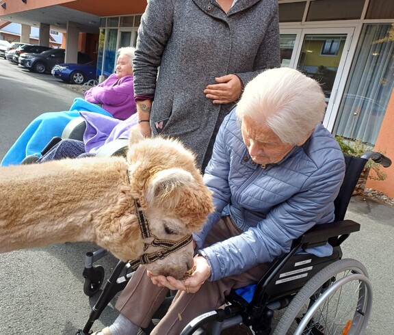 Ein Alpaka steht ruhig vor einer Bewohnerin und frisst direkt aus ihrer Hand. Die Bewohnerin sitzt in einem Rollstuhl und wirkt konzentriert und erfreut über die tierische Begegnung. Im Hintergrund steht eine Mitarbeiterin des Pflegepersonals.