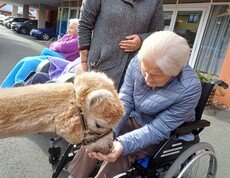 Ein Alpaka steht ruhig vor einer Bewohnerin und frisst direkt aus ihrer Hand. Die Bewohnerin sitzt in einem Rollstuhl und wirkt konzentriert und erfreut über die tierische Begegnung. Im Hintergrund steht eine Mitarbeiterin des Pflegepersonals.