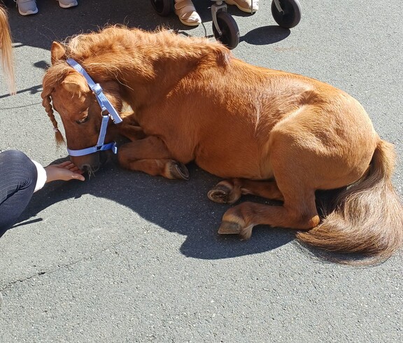 Das kleine Pony Maxi liegt ruhig auf dem Boden und wird von einer Person aus der Hand gefüttert.