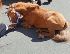 Das kleine Pony Maxi liegt ruhig auf dem Boden und wird von einer Person aus der Hand gefüttert.