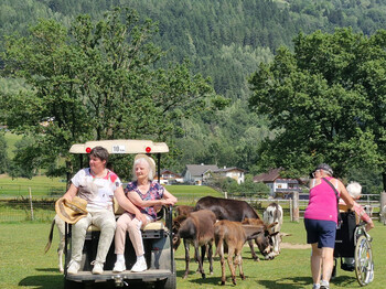 Die Begegnung mit den Eseln war sogar im Rollstuhl möglich. Zwei Seniorinnen im Golfwagen und eine Begleitperson mit Rollstuhl bei Eseln auf der Weide.