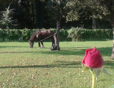 Pferd Lorenz fühlt sich wohl bei seinem Besuch im Rosengarten des Haus St. Bernadette