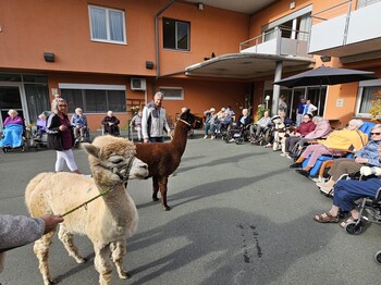 Vor dem Pflegewohnhaus sitzen zahlreiche Bewohnerinnen und Bewohner in Rollstühlen in einem offenen Kreis. Die Atmosphäre wirkt entspannt und gemeinschaftlich. In der Mitte des Kreises befinden sich zwei Alpakas – eines mit hellem, blonden Fell und das andere dunkelbraun. Die Tiere bewegen sich ruhig zwischen den Menschen und sorgen für einen besonderen Moment der Nähe und Freude. Die Szene strahlt Wärme, Naturverbundenheit und lebendige Begegnung aus.