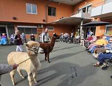 Vor dem Pflegewohnhaus sitzen zahlreiche Bewohnerinnen und Bewohner in Rollstühlen in einem offenen Kreis. Die Atmosphäre wirkt entspannt und gemeinschaftlich. In der Mitte des Kreises befinden sich zwei Alpakas – eines mit hellem, blonden Fell und das andere dunkelbraun. Die Tiere bewegen sich ruhig zwischen den Menschen und sorgen für einen besonderen Moment der Nähe und Freude. Die Szene strahlt Wärme, Naturverbundenheit und lebendige Begegnung aus.