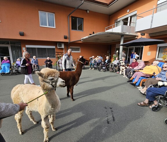 Vor dem Pflegewohnhaus sitzen zahlreiche Bewohnerinnen und Bewohner in Rollstühlen in einem offenen Kreis. Die Atmosphäre wirkt entspannt und gemeinschaftlich. In der Mitte des Kreises befinden sich zwei Alpakas – eines mit hellem, blonden Fell und das andere dunkelbraun. Die Tiere bewegen sich ruhig zwischen den Menschen und sorgen für einen besonderen Moment der Nähe und Freude. Die Szene strahlt Wärme, Naturverbundenheit und lebendige Begegnung aus.