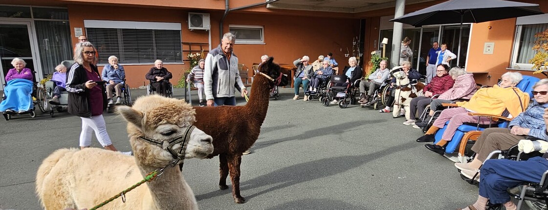 Vor dem Pflegewohnhaus sitzen zahlreiche Bewohnerinnen und Bewohner in Rollstühlen in einem offenen Kreis. Die Atmosphäre wirkt entspannt und gemeinschaftlich. In der Mitte des Kreises befinden sich zwei Alpakas – eines mit hellem, blonden Fell und das andere dunkelbraun. Die Tiere bewegen sich ruhig zwischen den Menschen und sorgen für einen besonderen Moment der Nähe und Freude. Die Szene strahlt Wärme, Naturverbundenheit und lebendige Begegnung aus.