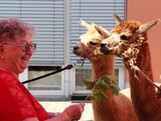 Eine Bewohnerin hält einen Zweig mit Blättern in der Hand und füttert damit zwei Alpakas, die neugierig vor ihr stehen.