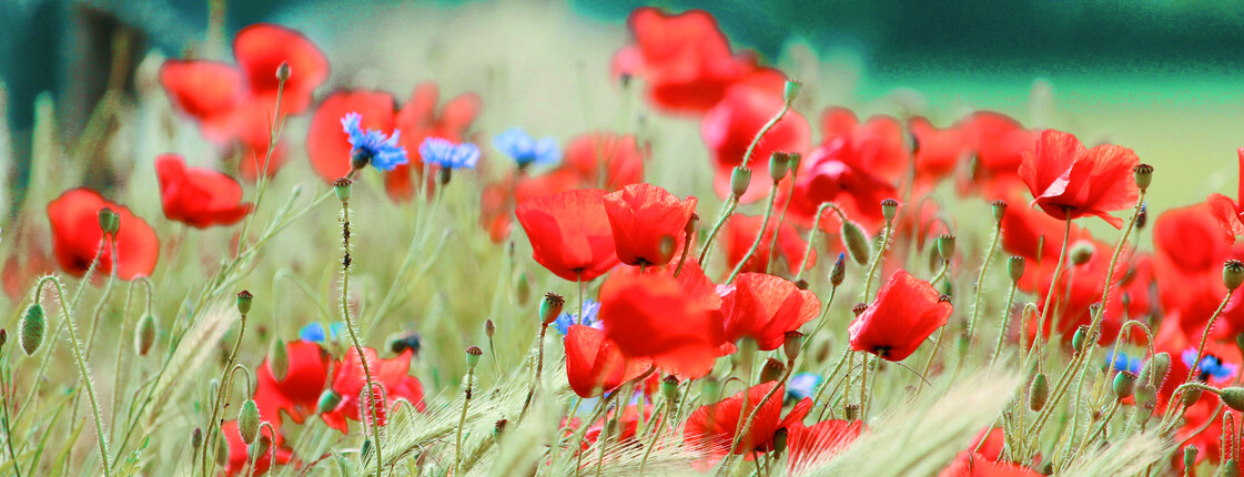 Eine Mohnblumenwiese im Wind