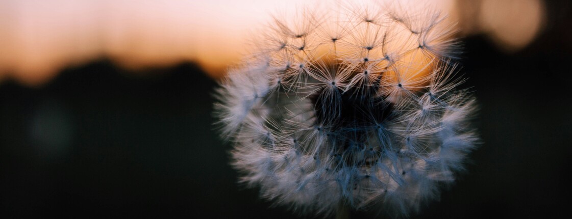 Caritas - Mobiles Hospiz Eine Pusteblume ist zu sehen, im Hintergrund der Sonnenuntergang.