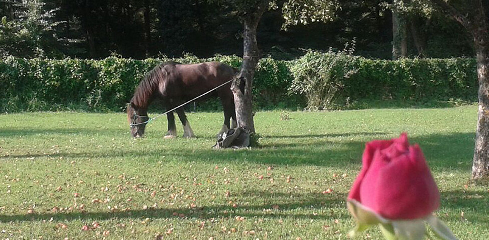 Pferd Lorenz fühlt sich wohl bei seinem Besuch im Rosengarten des Haus St. Bernadette