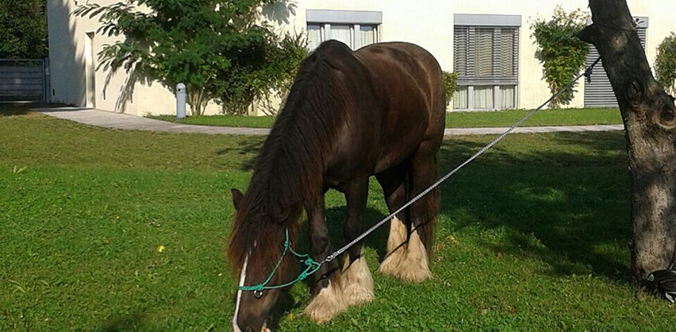 Pferd Lorenz fühlt sich wohl bei seinem Besuch im Rosengarten des Haus St. Bernadette