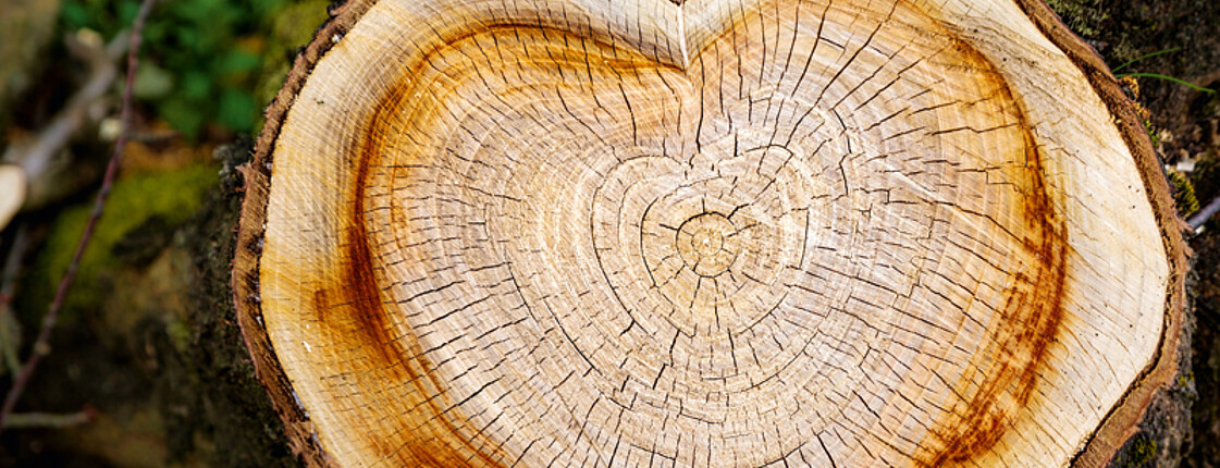 In einem abgeschnittenen Baumstamm sieht man eine Herzform. Um den Baumstamm befindet sich dunkelgrünes Moos.